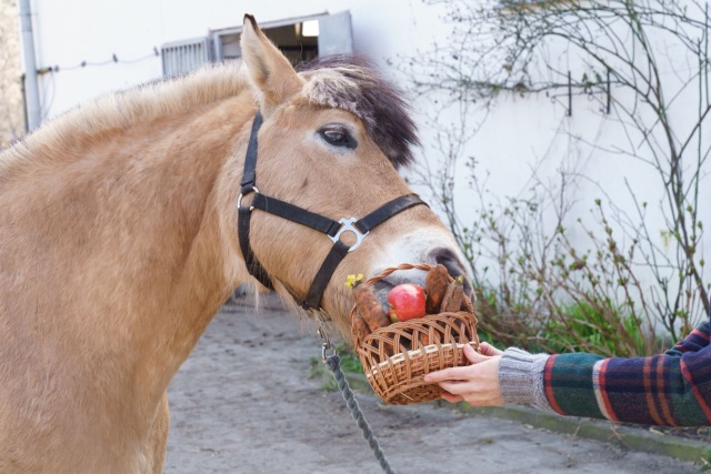Konna święconka to już szczecińska tradycja. Również w tym roku w Wielką Sobotę odbędzie się święcenie pokarmów w towarzystwie koni.